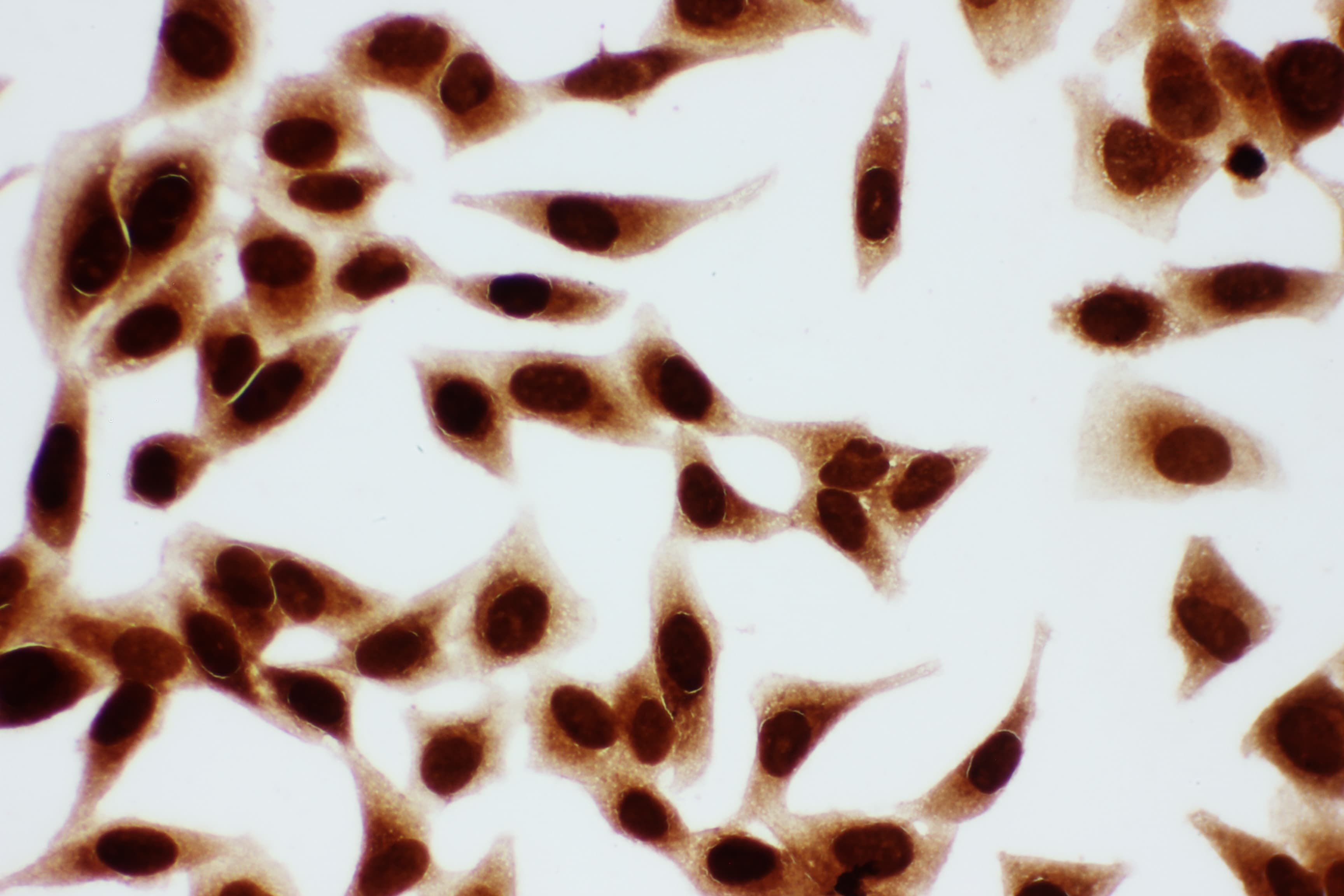 MCM7 Antibody (aa699-719)