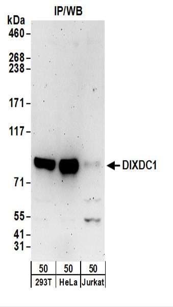DIXDC1 Antibody (aa633-683)