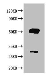 Polyclonal Rabbit Anti-Goat IgG Secondary Antibody (IHC, WB)