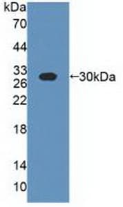 Alpha-S1-Casein / CSN1S1 Antibody (Biotin)