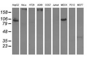 ALDH1L1 Antibody (clone OTI3D2)
