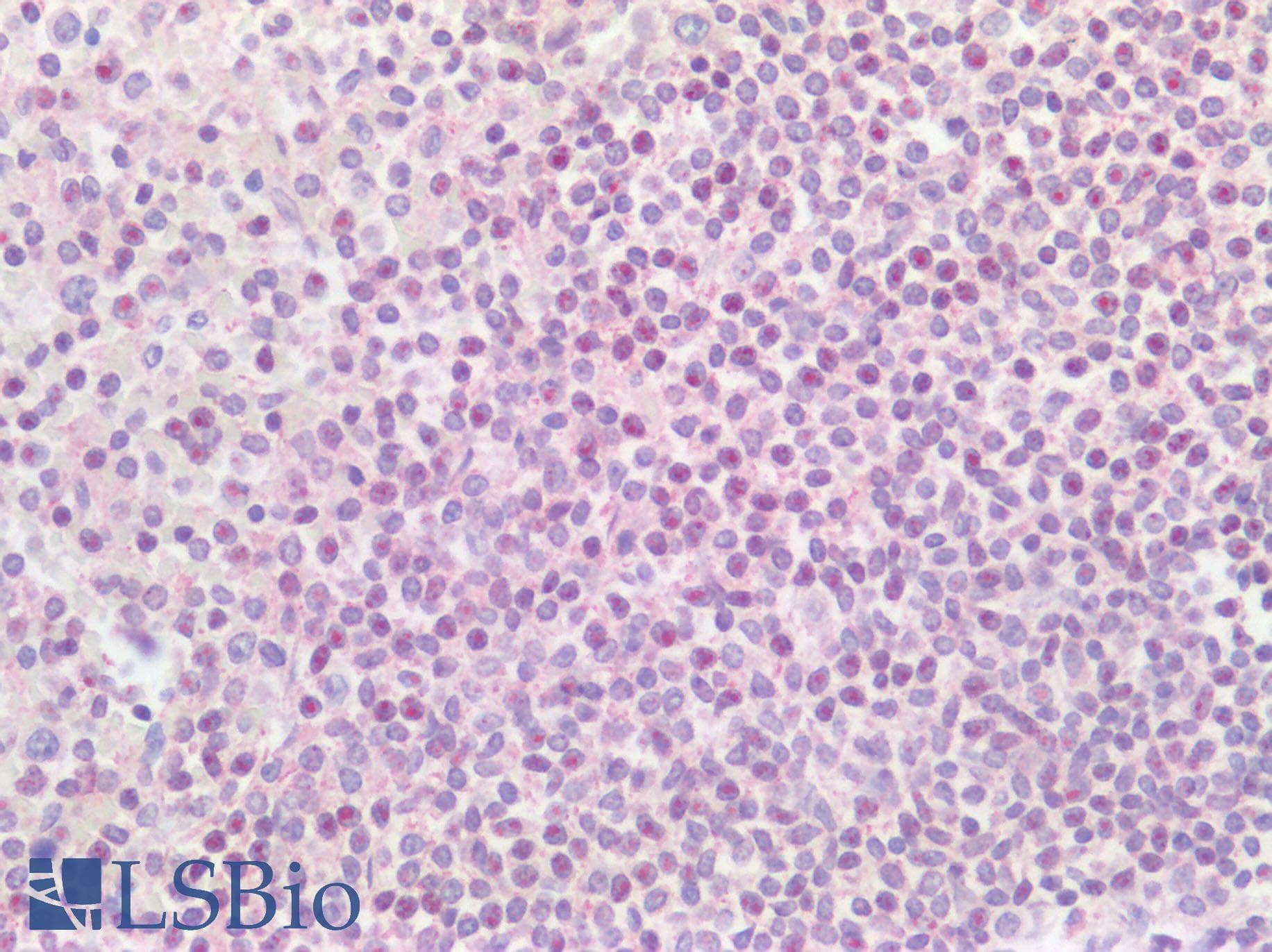 CD37 Antibody