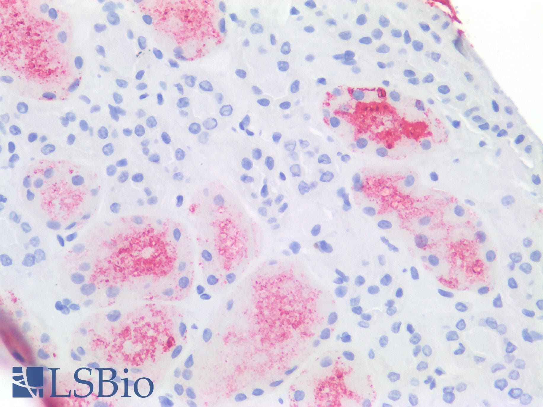 PathPlus™ SSEA-1 / Lewis x / CD15 Antibody (clone MMA)