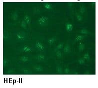 POLA1 / DNA Polymerase Alpha 1 Antibody (clone CL22-2-42B)