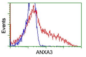 ANXA3 / Annexin A3 Antibody (clone OTI1A9, Carrier-free)