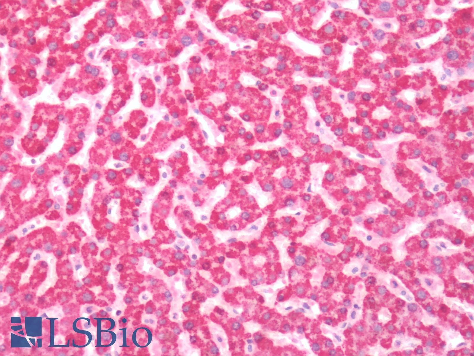 IHC-plus™ DECR1 Antibody (aa1-335)
