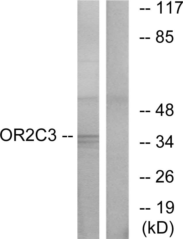 Polyclonal Rabbit anti-Human OR2C3 Antibody (aa231-280, WB)