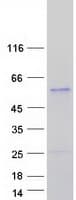 Human CSNK1G3 / CKI-Gamma 3 Protein (Recombinant Myc-DDK (Flag))