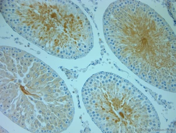MANF / ARMET Antibody (aa20-70)