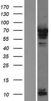 PABPC4 Protein (Over-Expression Lysate Myc-DDK (Flag))