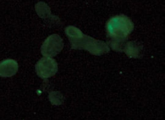 IHC-plus™ GPR31 Antibody (N-Terminus)