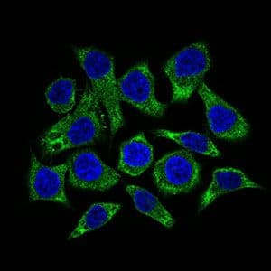GUCY1A1 / GUCY1A3 Antibody (Amino Acid: 22-214, clone 3G6B2)