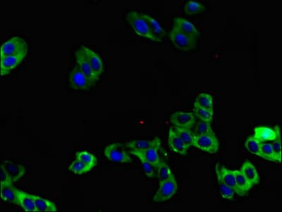 NRG1 / Heregulin / Neuregulin Antibody