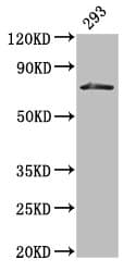 Polyclonal Rabbit anti-Human HDC / Histidine Decarboxylase Antibody (IHC, WB)