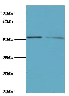 CBLC Antibody (aa245-474)