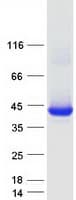 Human HAO2 Protein (Recombinant Myc-DDK (Flag))