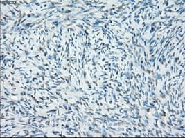 SSX2 Antibody (clone OTI4A11)
