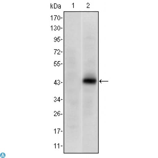 Monoclonal Mouse anti-Human PAX4 Antibody (WB)