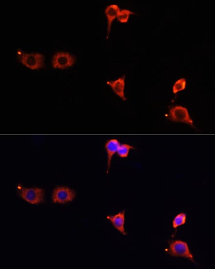 MTOR Antibody