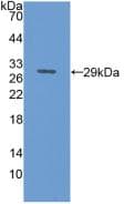 CD71 / Transferrin Receptor Antibody (aa572-757, APC)