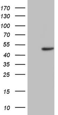 Monoclonal Mouse anti-Human TRIB1 Antibody (clone OTI1B11, Carrier-free, WB)