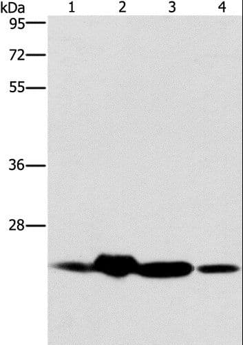 THOC7 Antibody