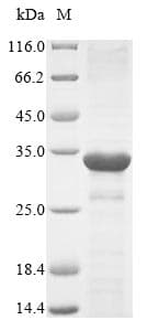 Mouse DEFA1 / Defensin Alpha 1 Protein (Recombinant GST-6His, N-terminus)