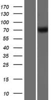 GBP4 / Mpa2 Protein (Over-Expression Lysate Myc-DDK (Flag))