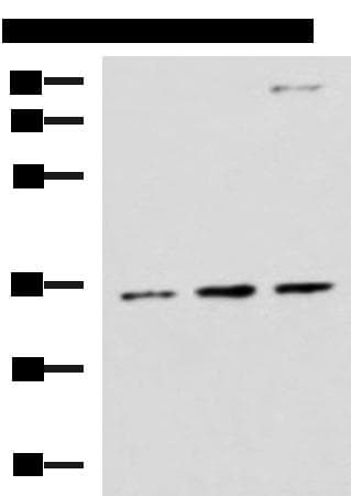 STX5 / Syntaxin 5 Antibody