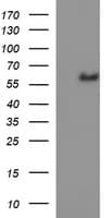 IL10RA Antibody (clone OTI1D4)