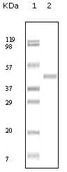 Monoclonal Mouse anti-Human ABL2 Antibody (clone 1H1B11, IHC, IF, WB)
