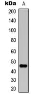 Polyclonal Rabbit anti-Human NCF1 / p47phox / p47 phox Antibody (C-Terminus, IHC, WB)