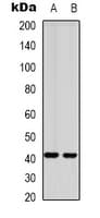 GPR87 Antibody (Internal)