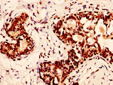H2AFX / H2AX Antibody