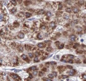 ITIH4 Antibody