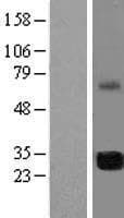 FAM64A Protein (Over-Expression Lysate Myc-DDK (Flag))