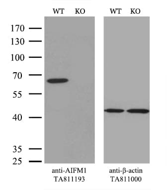 AIFM1 / AIF / PDCD8 Antibody (aa134-483, clone OTI5D2)
