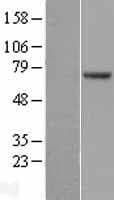 POT1 Protein (Over-Expression Lysate Myc-DDK (Flag))