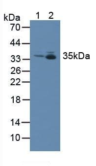 MTX1 / Metaxin 1 Antibody (aa163-324, Biotin)