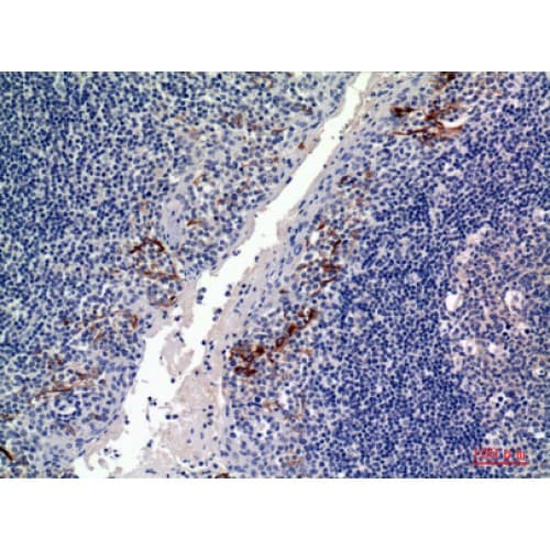Polyclonal Rabbit anti-Human CD19 Antibody (191-240 aa, Internal, IHC, WB)