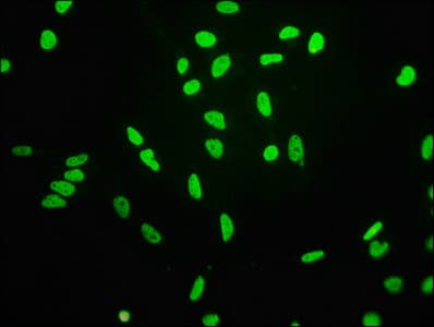 HIST1H3A Antibody