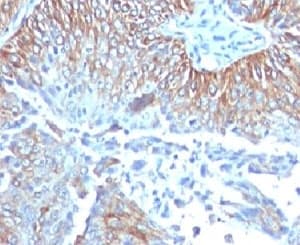 TRIM29 Antibody (N-Terminus, clone TPMP29-1)