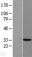 HSD17B7 / PRAP Protein (Over-Expression Lysate Myc-DDK (Flag))