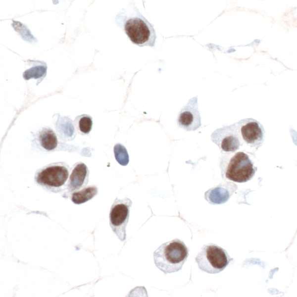 SOX10 Antibody (aa416-466)