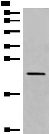 CREG / CREG1 Antibody