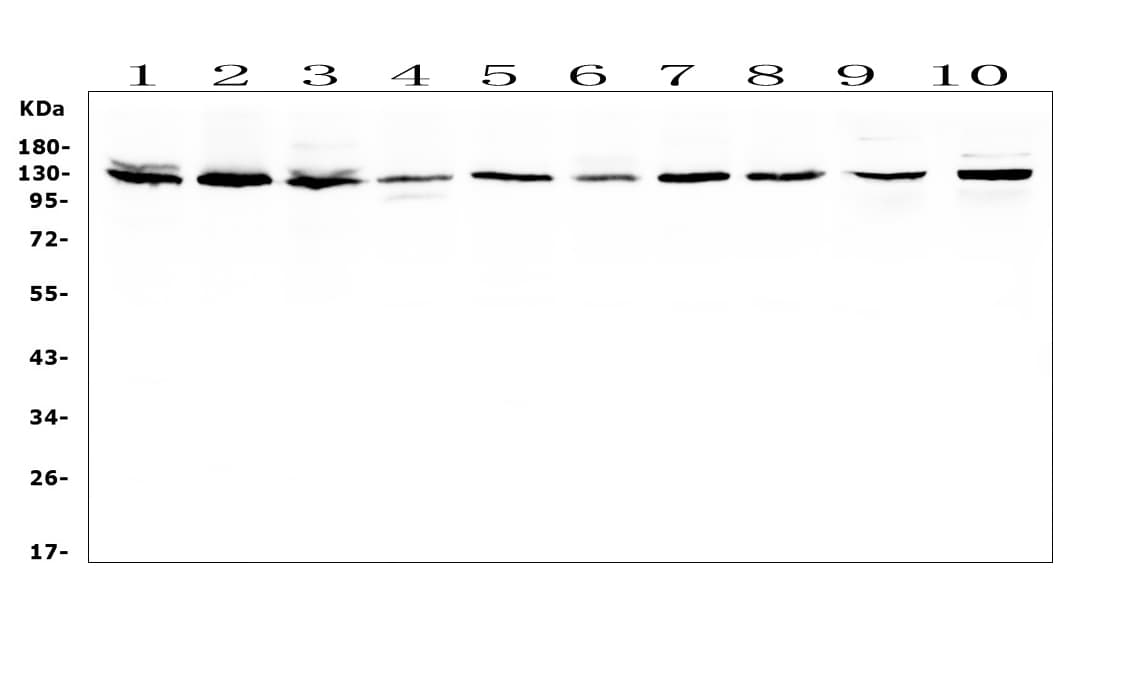 BUB1 Antibody (aa731-1085)