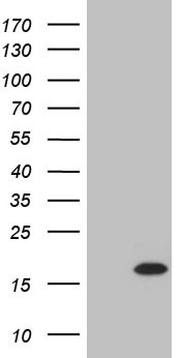 TWIST2 Antibody (clone OTI9F11, Carrier-free)