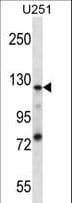 Polyclonal Rabbit anti-Human SEL1L3 Antibody (aa253-282, WB)