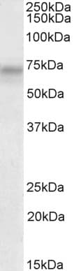 IHC-plus™ PLK3 Antibody (aa320-333)