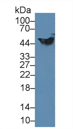 GFAP Antibody (aa1-430)